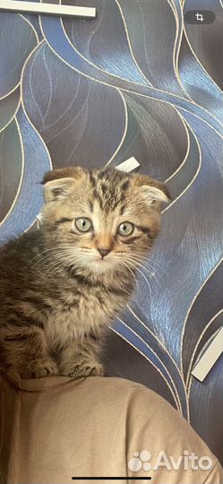 Шотландский вислоухий кот