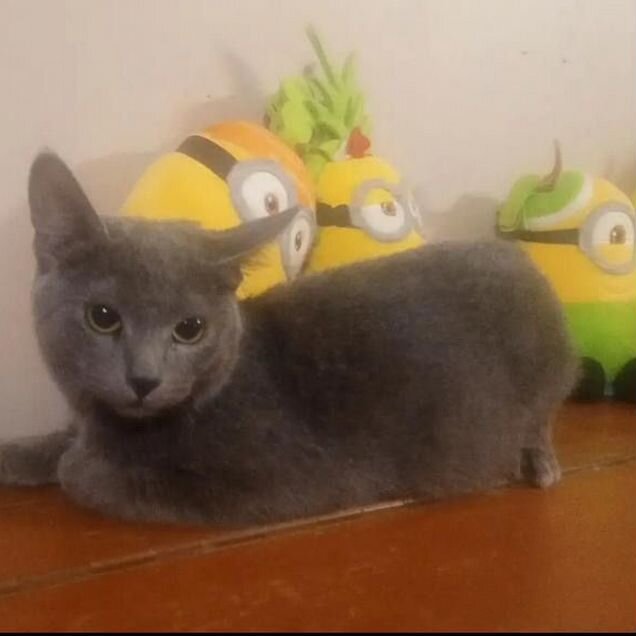 Русский голубой котёнок
