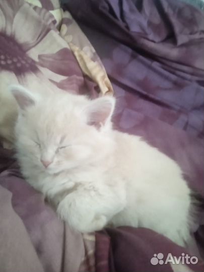Котенок