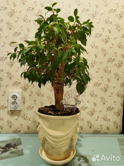 Фикус бенджамина наташа