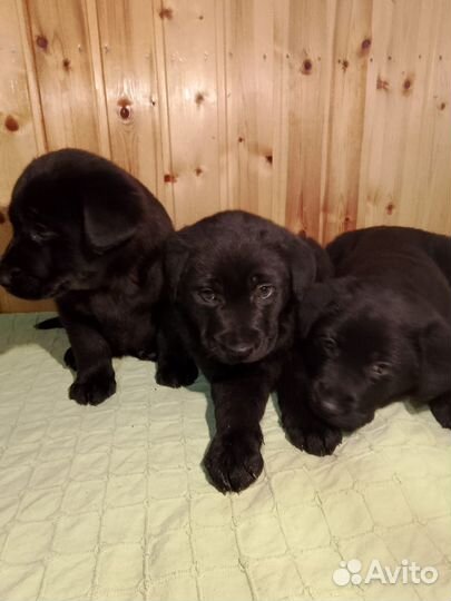 Щенки лабрадора