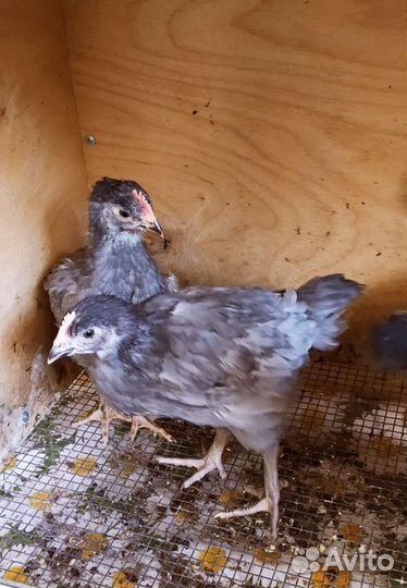 Утята суточные