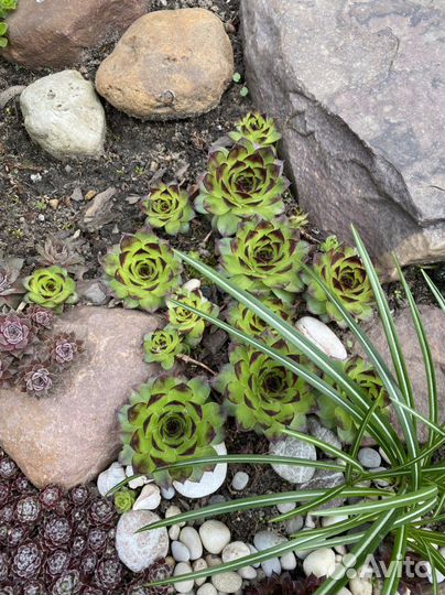 Молодило каменная роза