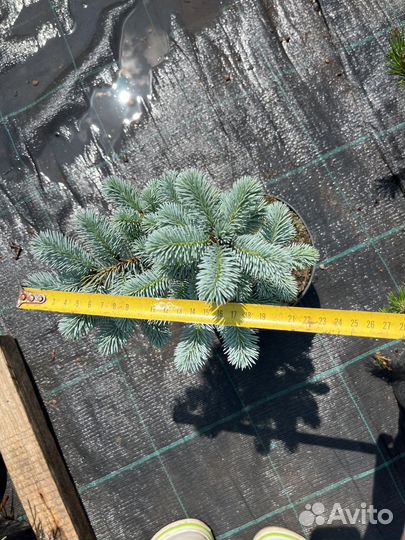 Ель глаука глобоза