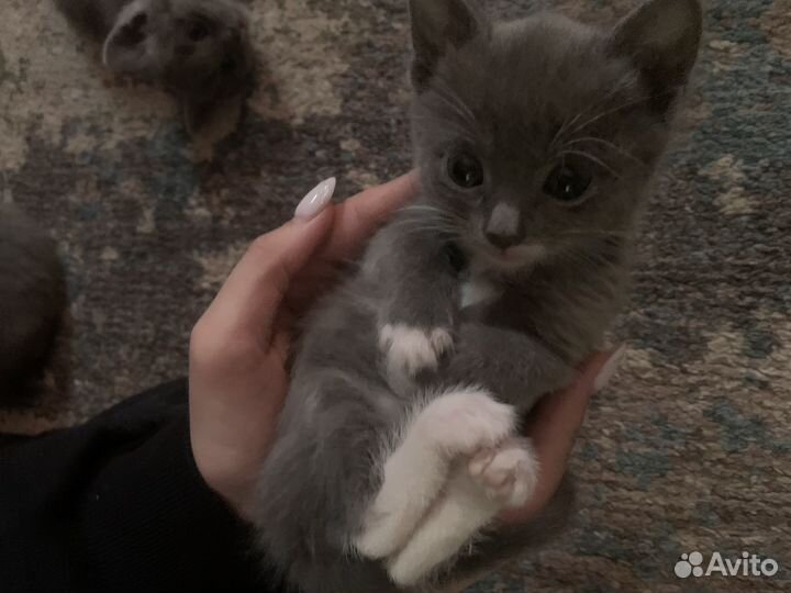 Котята