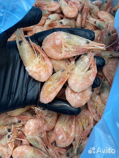 Креветка северная