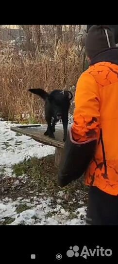 Вязка. Немецкая овчарка