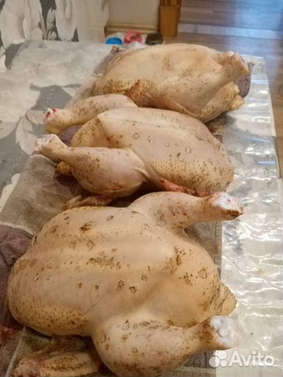 Куры бройлеры тушки мясо