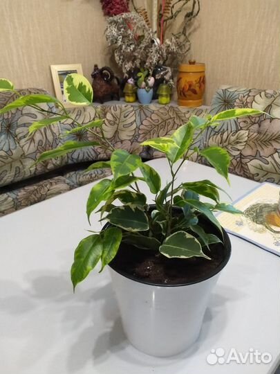 Фикус бенджамина