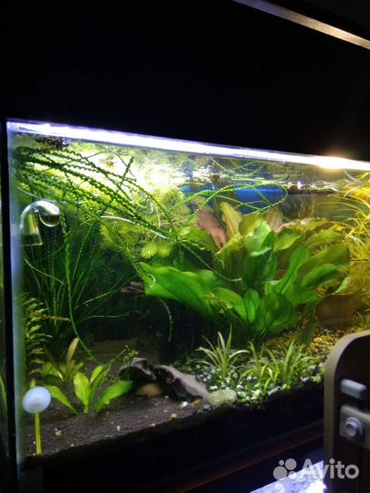 Донные рыбки,сомы 181,393,016