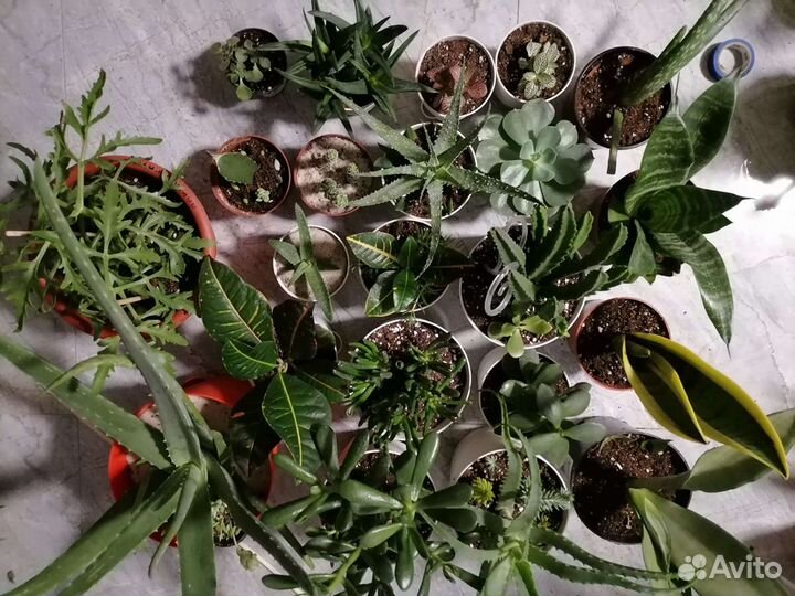 Кротон, суккуленты