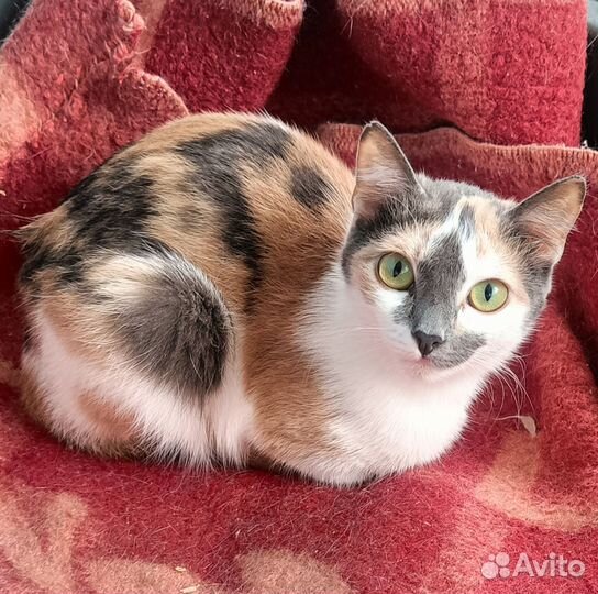 Кошка в дар. Доставка