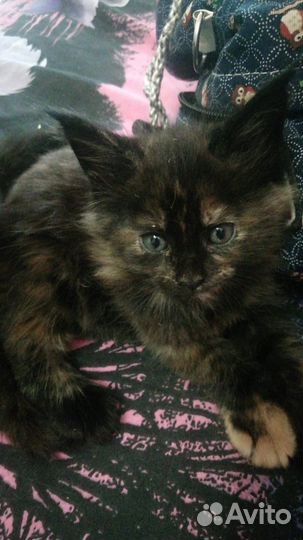 Котята мейн-кун