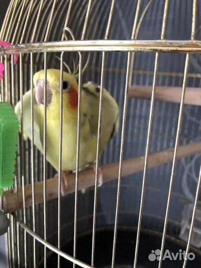 Попугай Корэлла