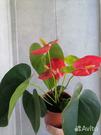 Антуриум красный