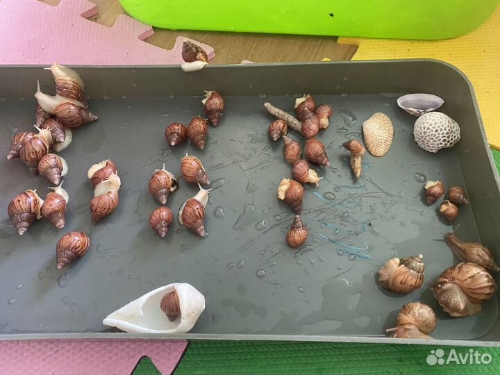 Ахатина улитка