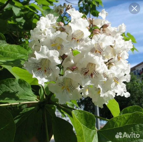 Саженцы катальпы