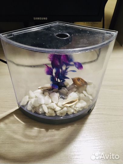 Аквариум для петушка