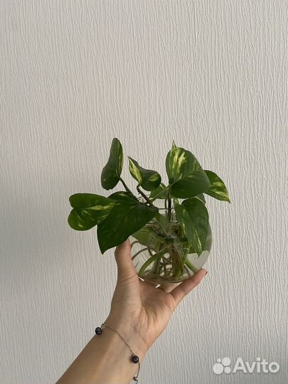 Эпипремнум