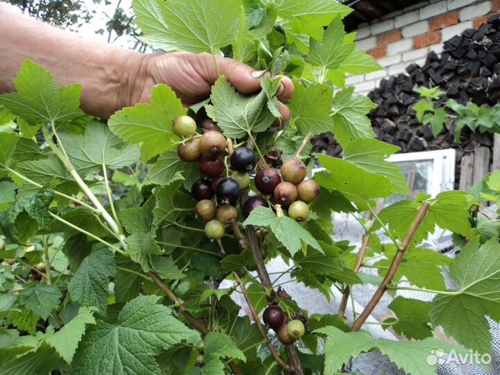 Продаю саженцы плодово-ягодных