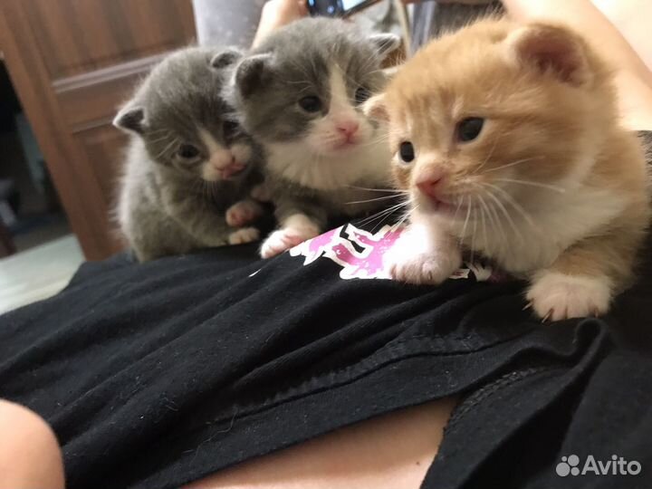 Котята в добрые руки бесплатно