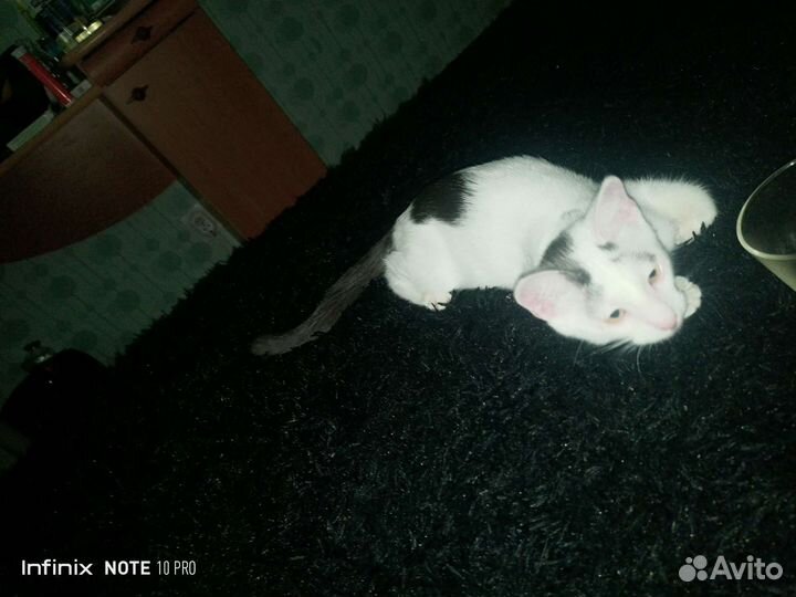 Котенок в добрые руки