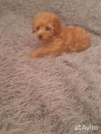 Щенки карликового пуделя