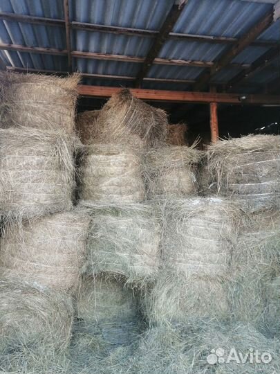Сено в рулонах