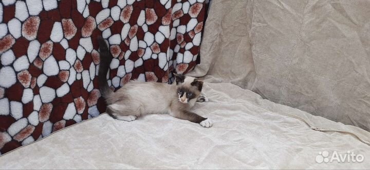 Котёнок девочка в добрые руки