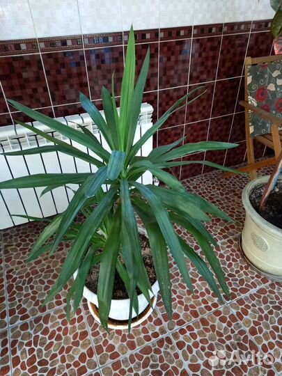 Пальма Юкка