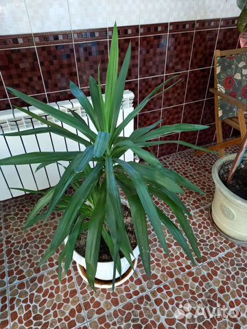 Пальма Юкка