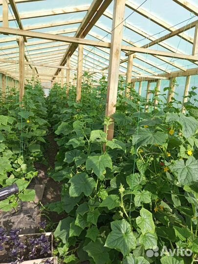 Огурцы свежие, набор для засолки