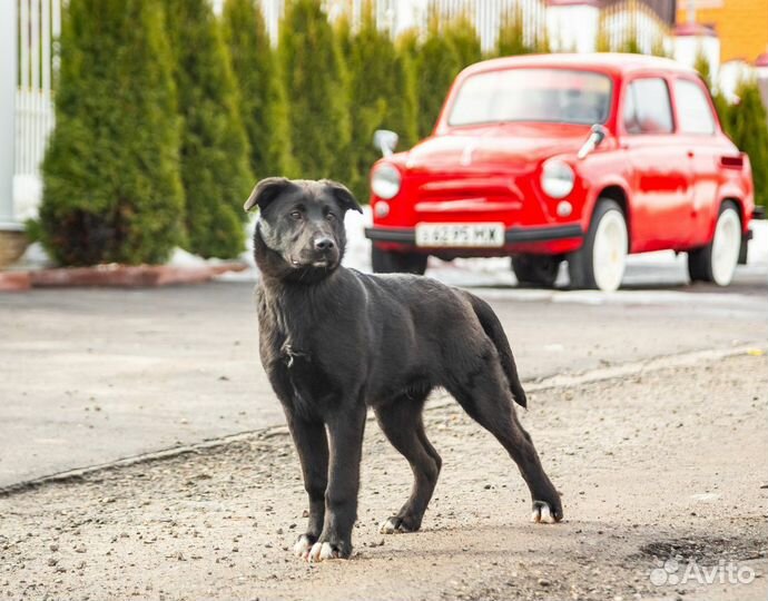 Щенок в добрые руки бесплатно