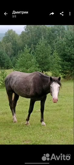 Продам крс, лошадь