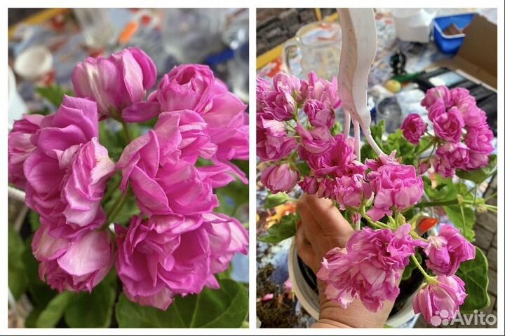 Пеларгония сортовая плющевидная (герань)