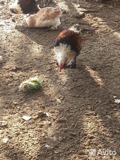 Петухи Фавероль
