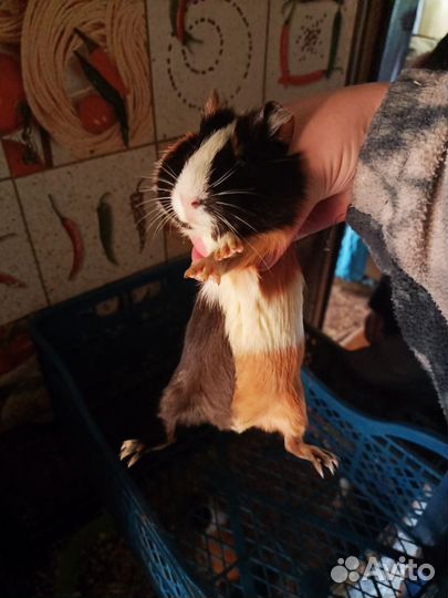 Морская свинка