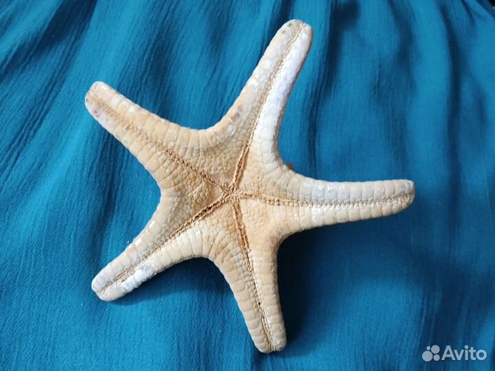 Сувенир морская звезда