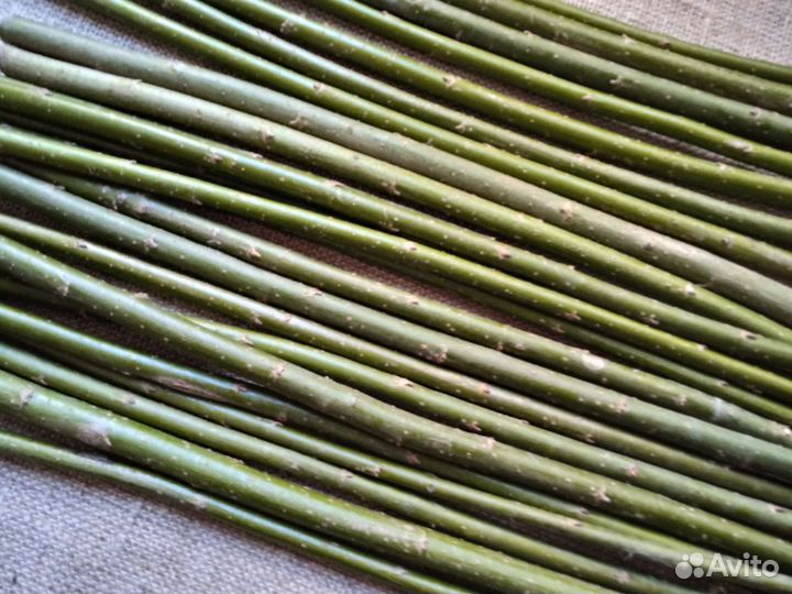 Черенки ивы Американка (американка гигантская)