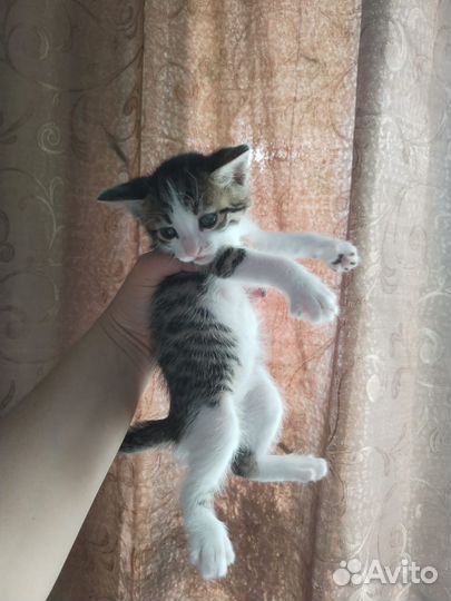 Кошка в дар