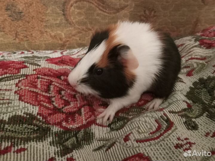 Морские свинки