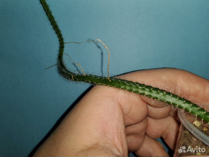 Лесной кактус