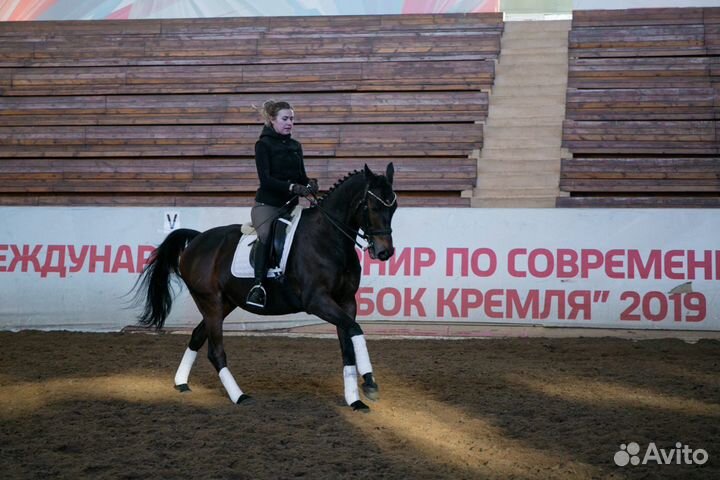 Выездковый мерин