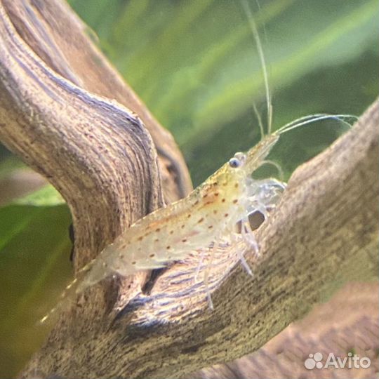 Аквариумные Креветки Амано