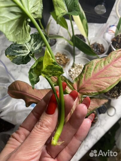 Сингониум scrambled eggs (яичница)