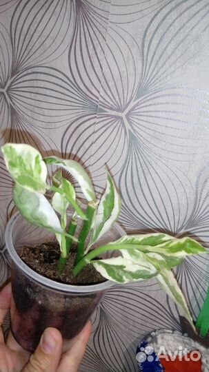 Растения-малыши для юных натуралистов