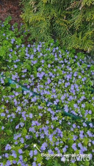 Многолетники для вашего сада