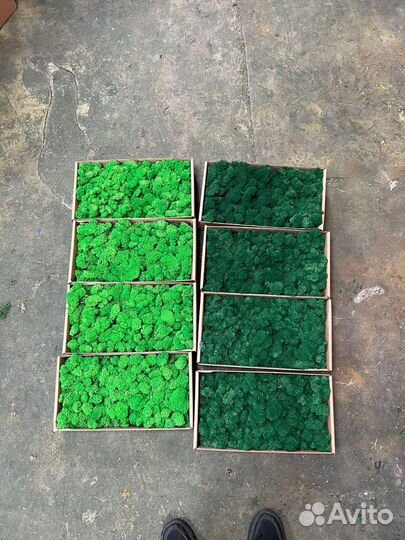 Мох ягель живой