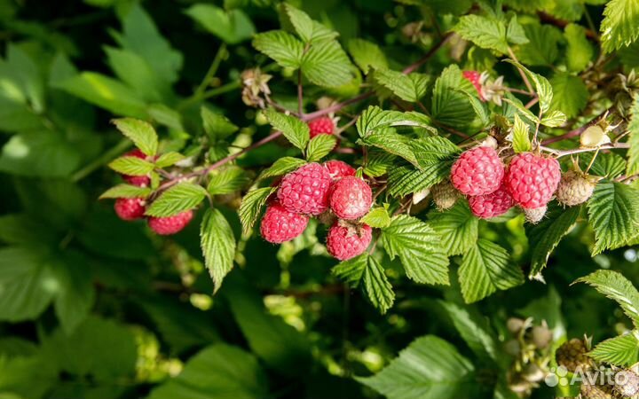 Саженец Малины Сладкая