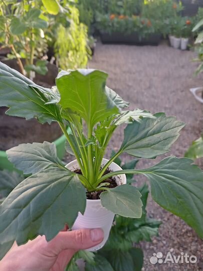 Астра, колокольчик, душистый табак рассада